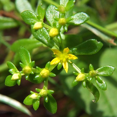 コモチマンネングサの花をさらに拡大