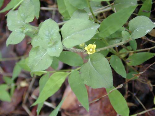 Lysimachia japonica