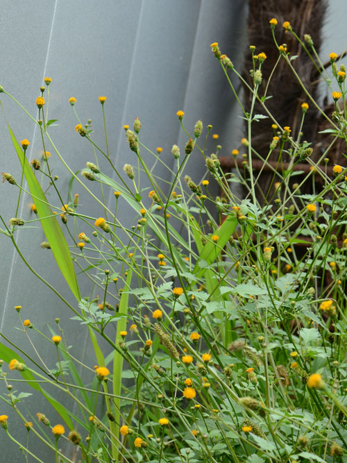 コセンダングサ