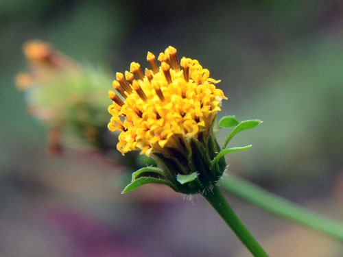 Bidens pilosa