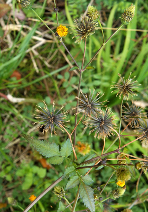 コセンダングサ
