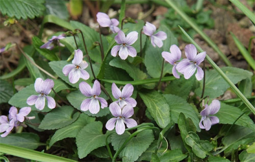 Viola japonica