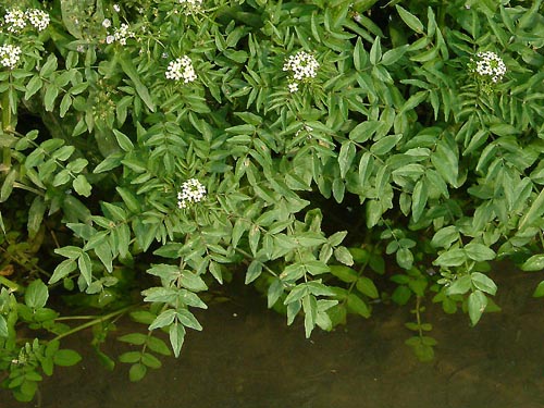 オランダミズガラシ