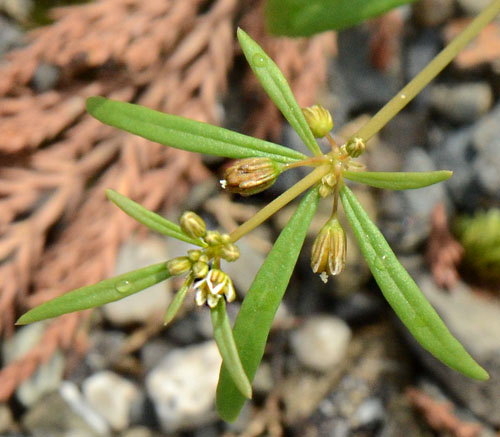 クルマバザクロソウ