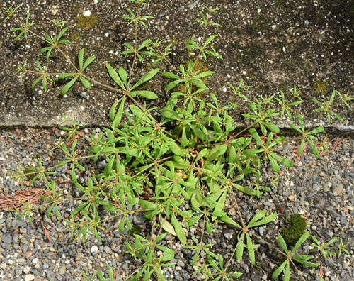 クルマバザクロソウ