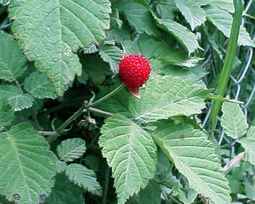 Rubus hirsutus