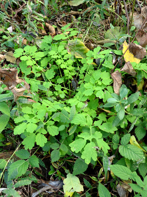 クサノオウの冬のロゼット