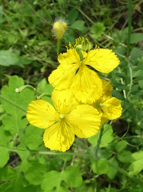 クサノオウの花