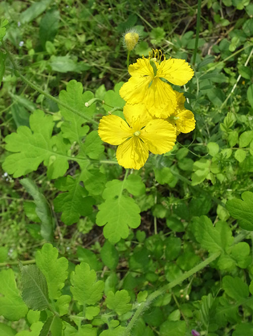 クサノオウの種
