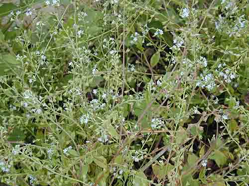 Trigonotis peduncularis