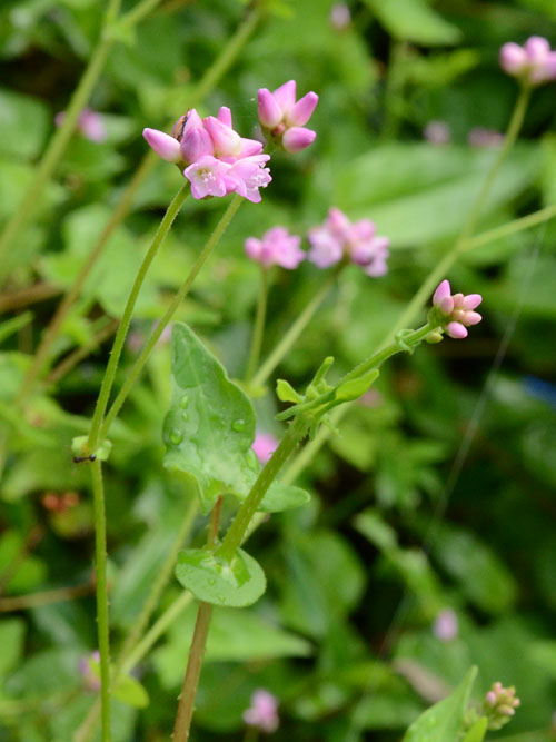 ママコノシリヌグイ