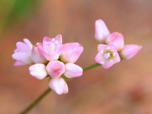 Persicaria senticosa