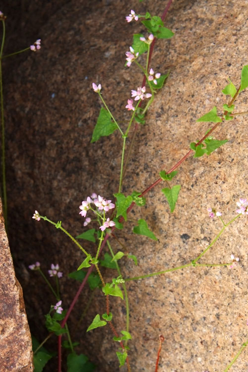 ママコノシリヌグイ