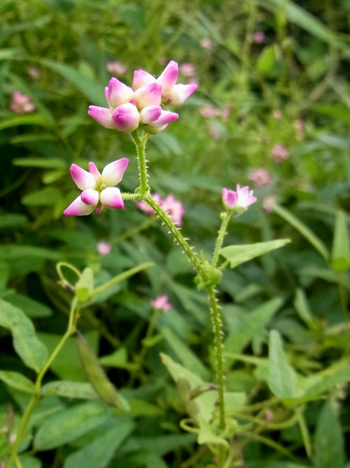 ママコノシリヌグイ