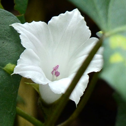 Ipomoea lacunosa