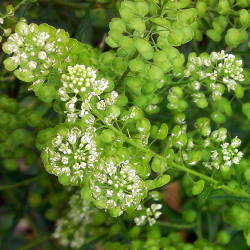 マメグンバイナズナ