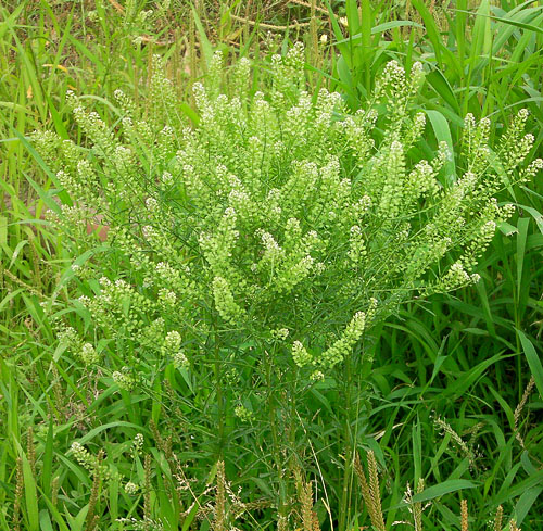 Lepidium virginicum
