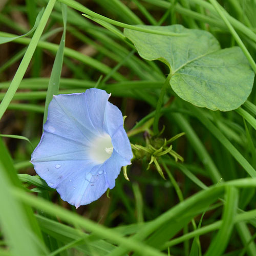 マルバアメリカアサガオ