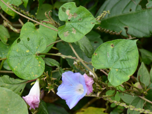 マルバアメリカアサガオ