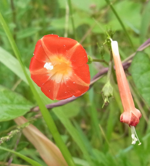 Ipomoea coccinea