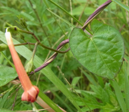 マルバルコウソウ