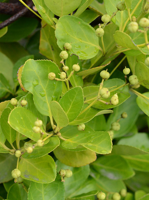 マルバシャリンバイ