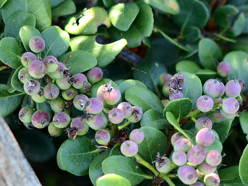 マルバシャリンバイの実
