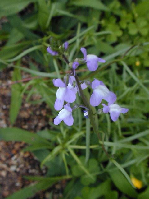 マツバウンラン