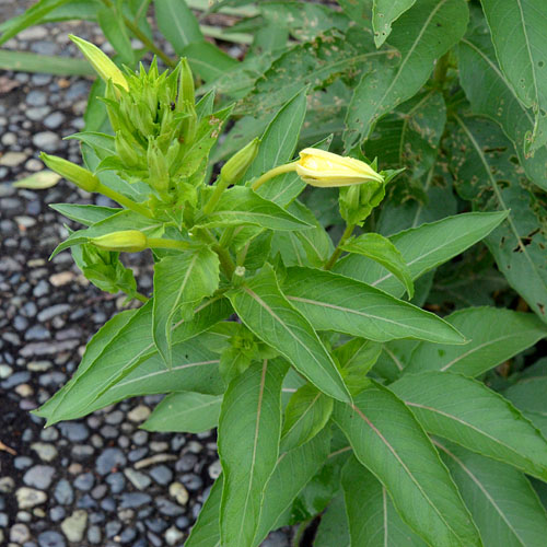 メマツヨイの開花直前