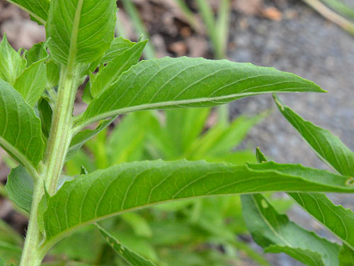 メマツヨイの葉裏