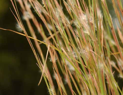 メリケンカルカヤ