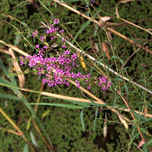 Lythrum anceps