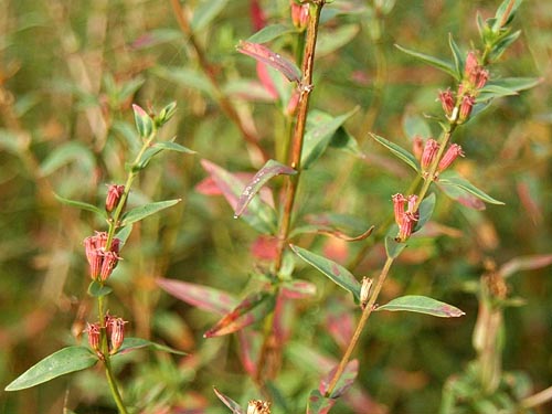 紅葉しかけているミソハギ