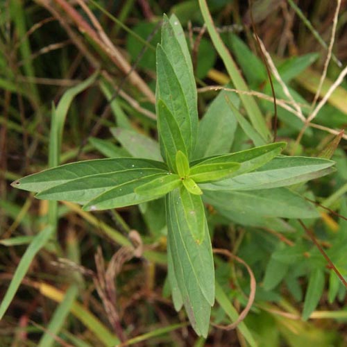 十字対生の見本のようなミソハギ