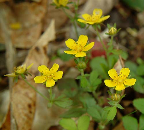 ミツバツチグリ