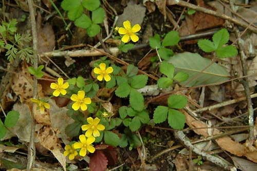 Potentilla freyniana