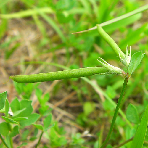 ミヤコグサの豆果