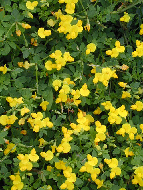Lotus corniculatus japonicus