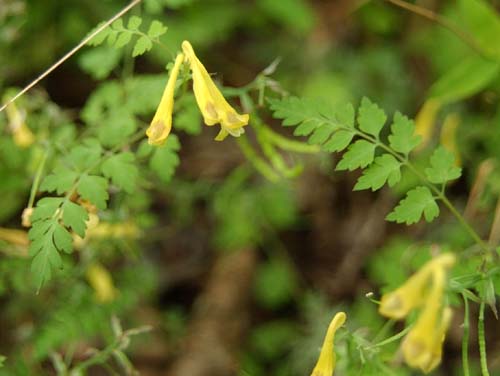 Corydalis pallida tenuis