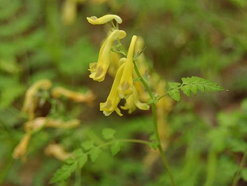 ミヤマキケマン