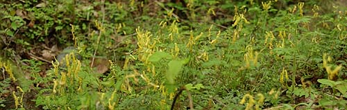 ミヤマキケマン