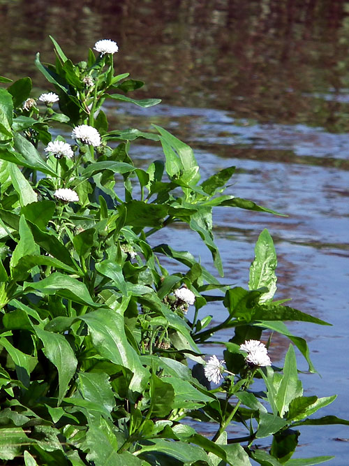 Gymnocoronis spilanthoides