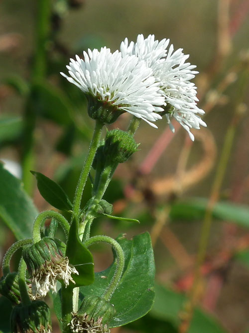 ミズヒマワリの頭花のアップ