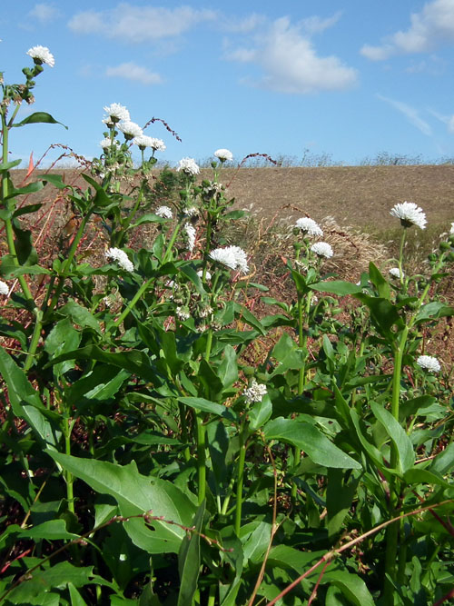 ミズヒマワリの群落