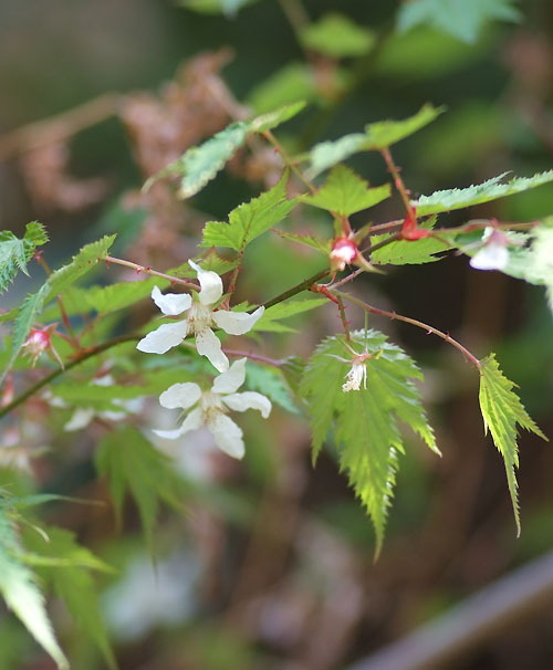 モミジイチゴ