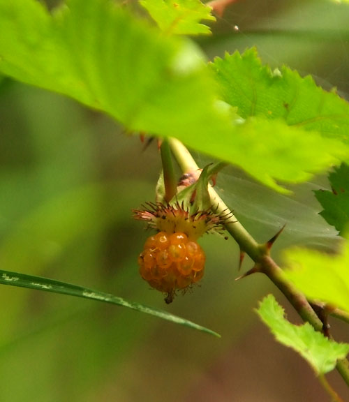 Rubus palmatus