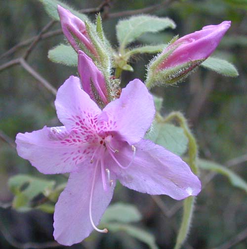 Rhododendron macrosepalum