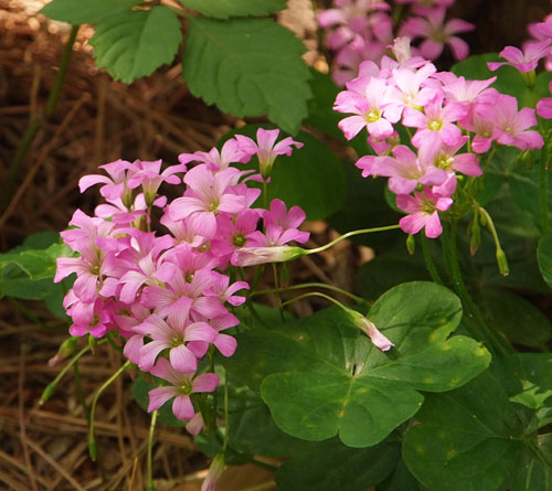 ムラサキカタバミ豪華版