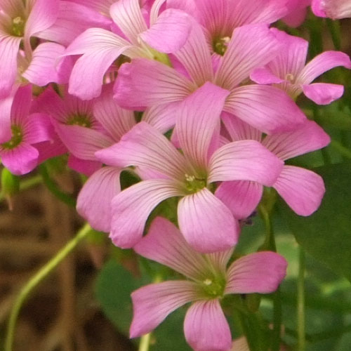 ムラサキカタバミ豪華版