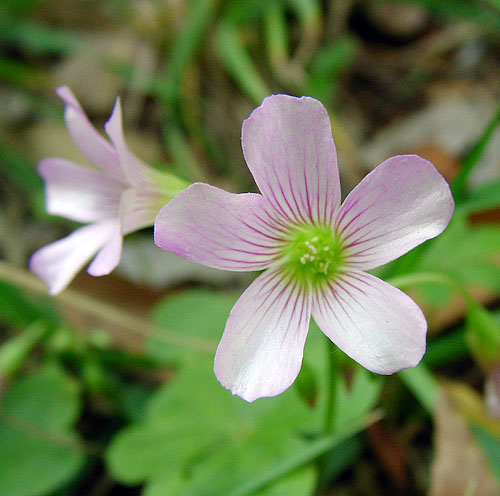 ムラサキカタバミ